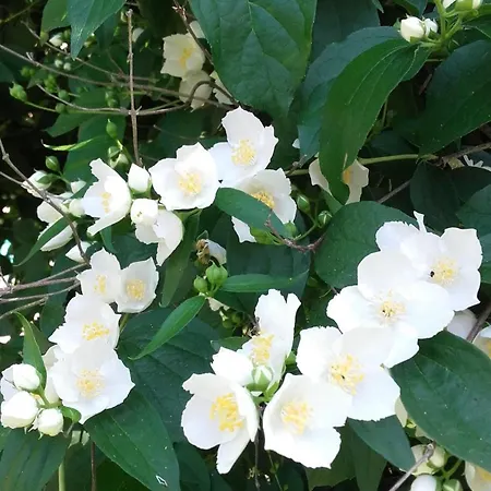 Dom wakacyjny Le Pigeonnier - Tg2260 Nègrepelisse