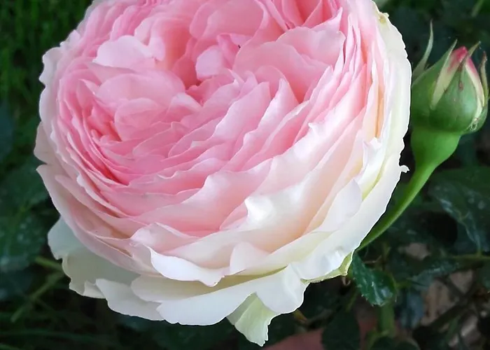 Le Pigeonnier - Tg2260