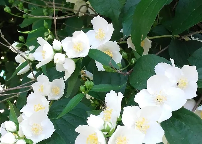 Hébergement de vacances Le Pigeonnier - Tg2260 Nègrepelisse