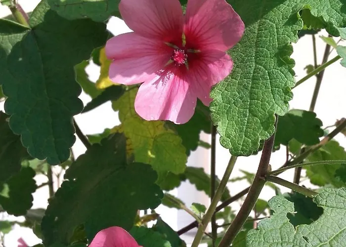 Le Pigeonnier - Tg2260